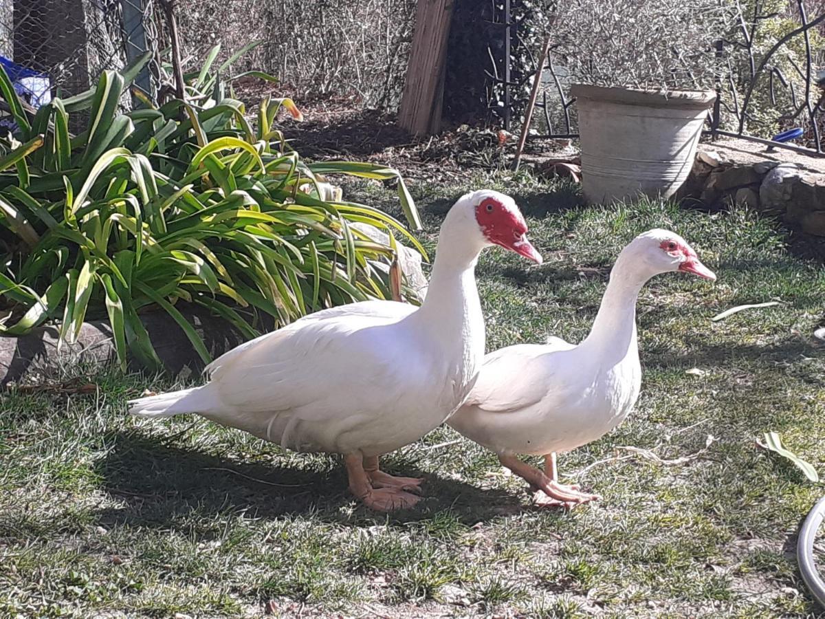 Gite Du Prinas Greolieres Exteriör bild